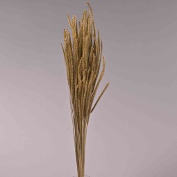 Coda di topo essiccata in sacchetto - 100 G / Oro