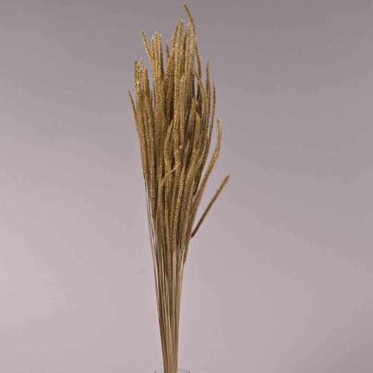 Coda di topo essiccata in sacchetto - 100 G / Oro