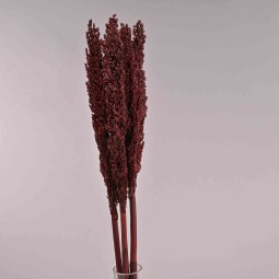 Sorgo essiccato 5  pezzi - Bordeaux