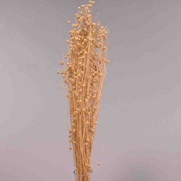 Erba essiccata in mazzo - 65 Cm / Bianco