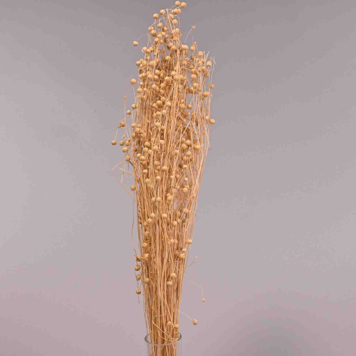 Erba essiccata in mazzo - 65 Cm / Bianco