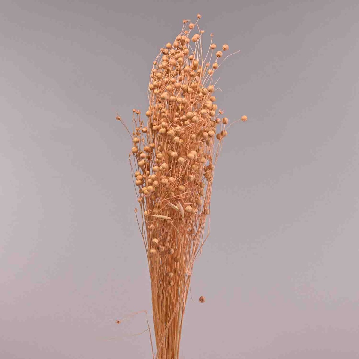 Erba essiccata in mazzo - 65 Cm / Pesca