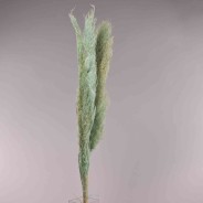 Pampas essiccata 3 Pezzi - 120 Cm / Azzurro