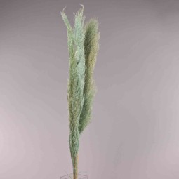 Pampas essiccata 3 Pezzi - 120 Cm / Azzurro