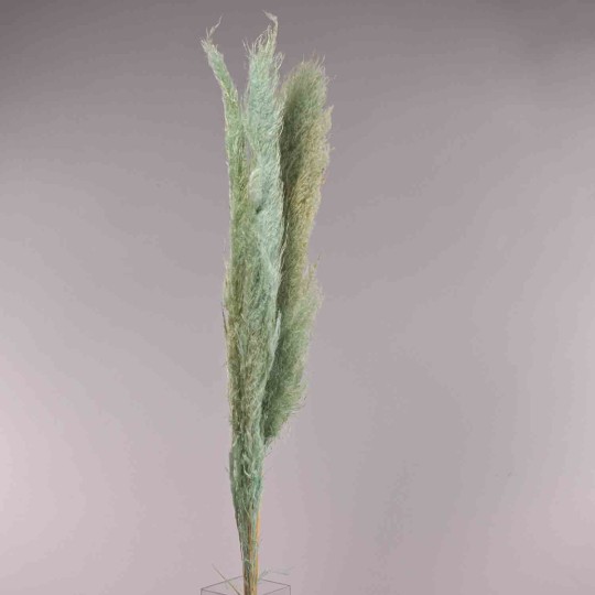 Pampas essiccata 3 Pezzi - 120 Cm / Azzurro