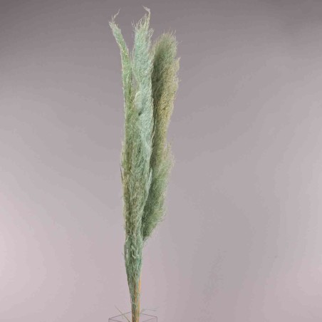 Pampas essiccata 3 Pezzi - 120 Cm / Azzurro