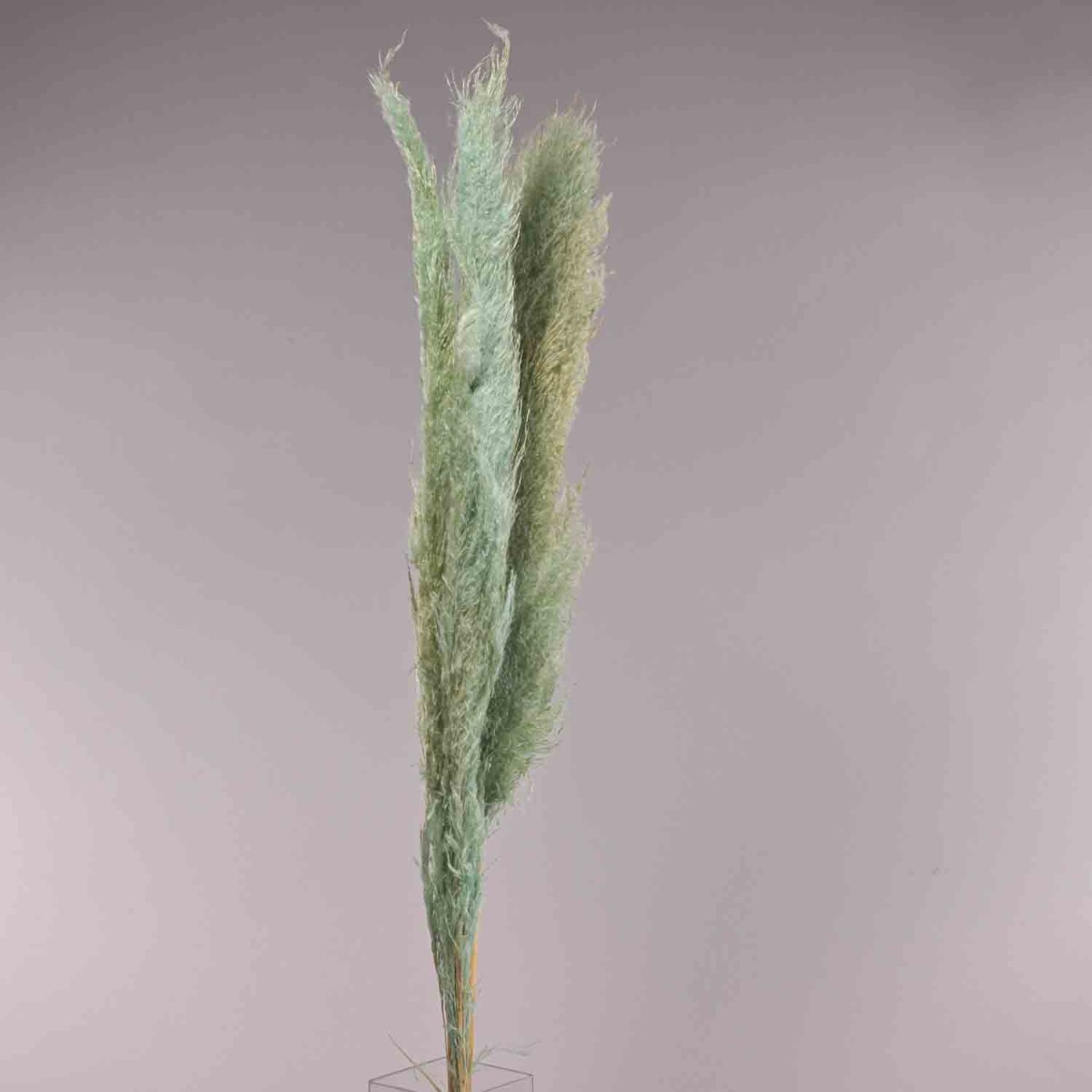 Pampas essiccata 3 Pezzi - 120 Cm / Azzurro