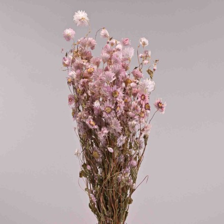 Rhodante in mazzo essiccato - Rosa