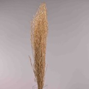 Erba essiccata in mazzo - 25,5 Cm / Naturale