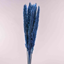 Pampas in mazzo - 35 G / Blu scuro