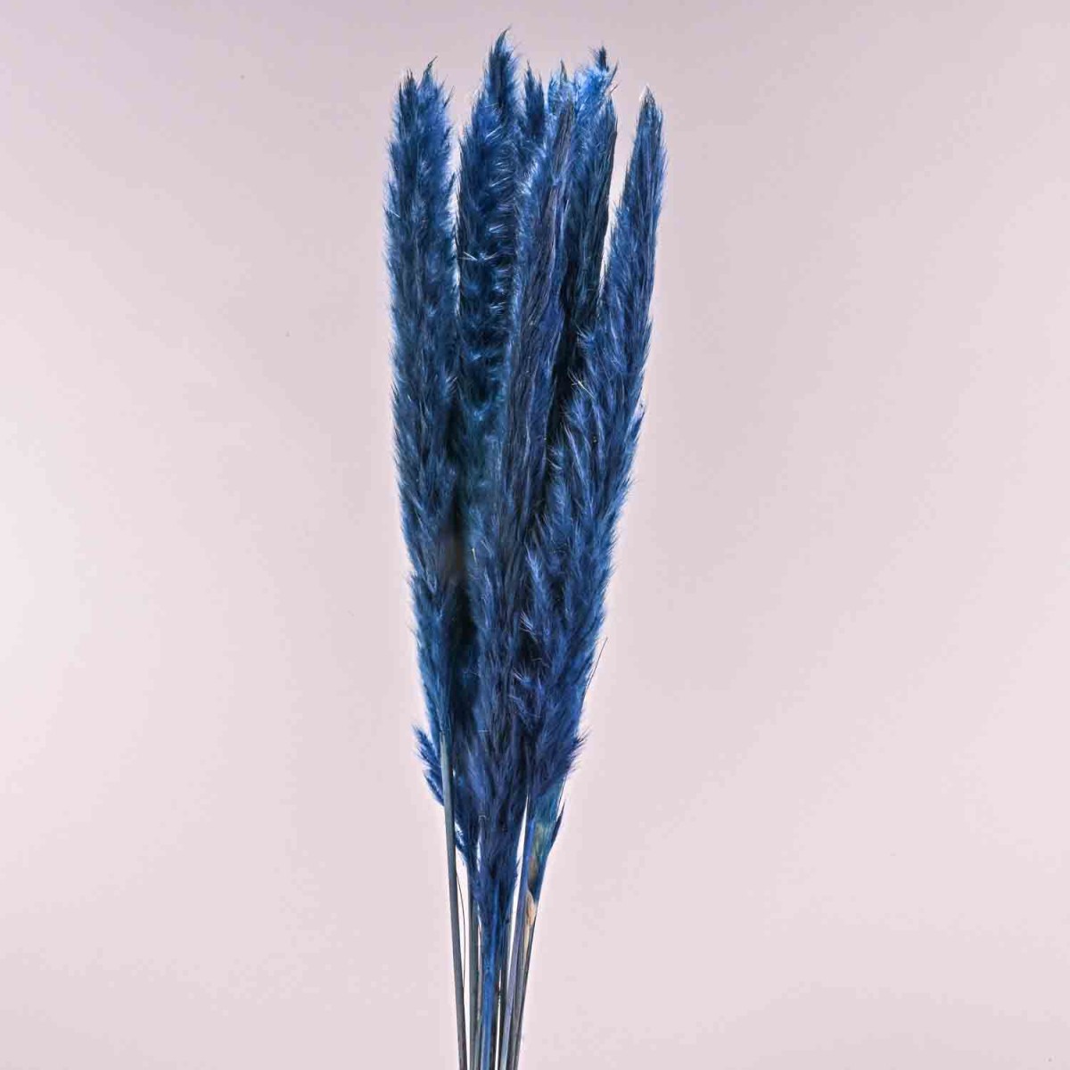 Pampas in mazzo - 35 G / Blu scuro