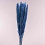Pampas in mazzo - 35 G / Blu scuro