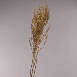 Gypsophila essicata in mazzo - Oro