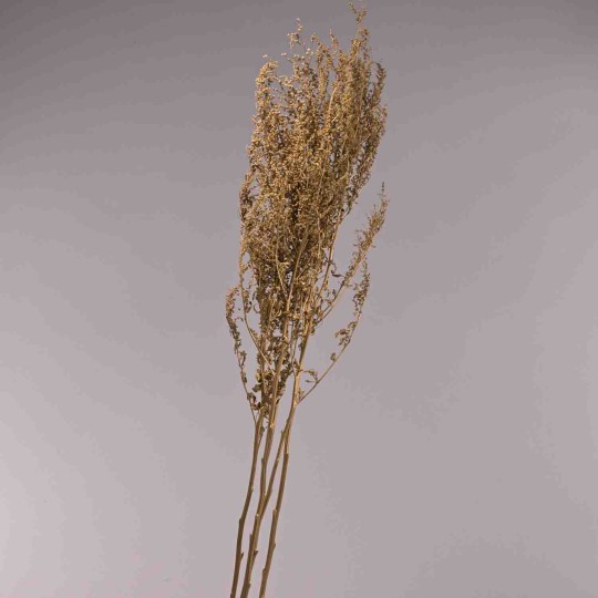 Gypsophila essicata in mazzo - Oro