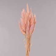 Lagurus essiccato - 50 Cm / Rosa chiaro