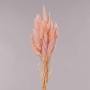 Lagurus essiccato - 50 Cm / Rosa chiaro