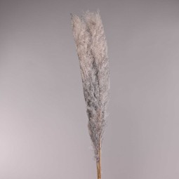 Pampas essiccata 3 pezzi - 120 Cm / Grigio
