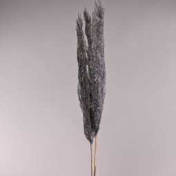 Pampas essiccata 3 pezzi - 120 Cm / Nero