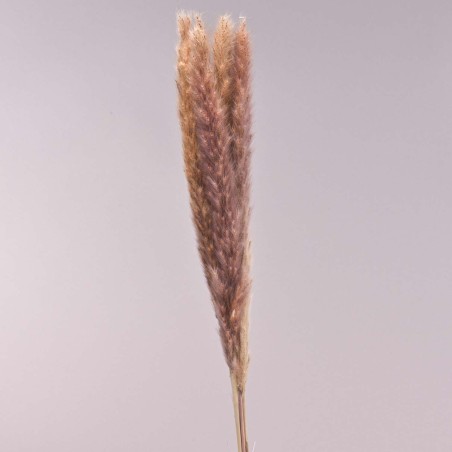 Miscanthus essiccato 10 Pezzi - 75 Cm / Rosa antico