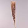 Miscanthus essiccato 10 Pezzi - 75 Cm / Rosa antico