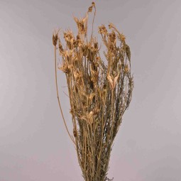 Nigella Orientalis essiccata - Naturale