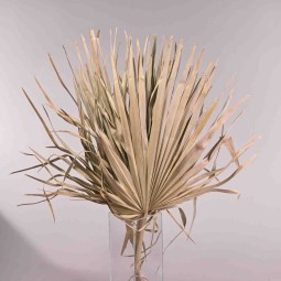 Sun spear essiccata 5 pezzi - 75 Cm / Naturale