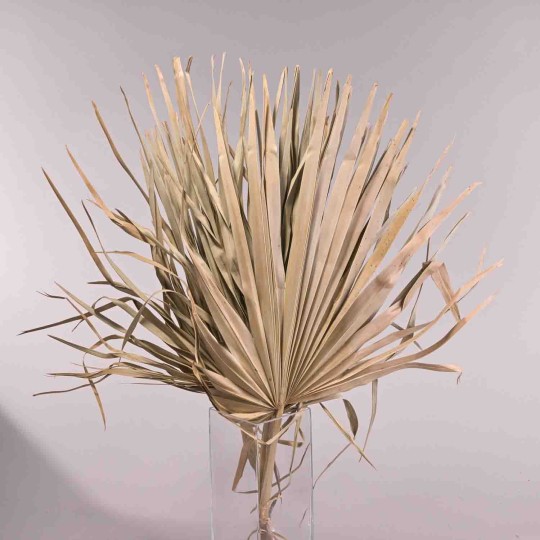 Sun spear essiccata 5 pezzi - 75 Cm / Naturale