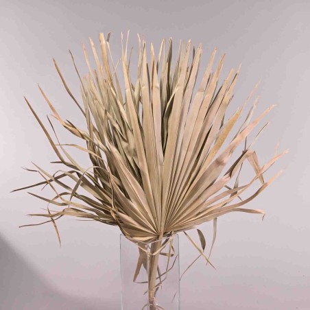 Sun spear essiccata 5 pezzi - 75 Cm / Naturale