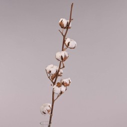 Ramo di Cotone essiccato