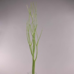 Mitsumata essiccato - Verde