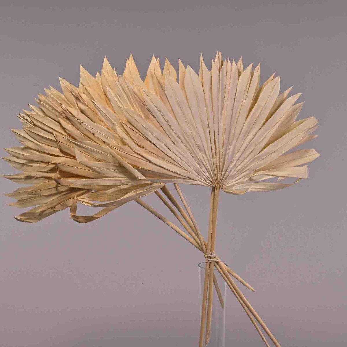 Sun spear essiccata 6 pezzi - Bianco