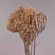 Teste di Finocchio gigante - Sbiancate