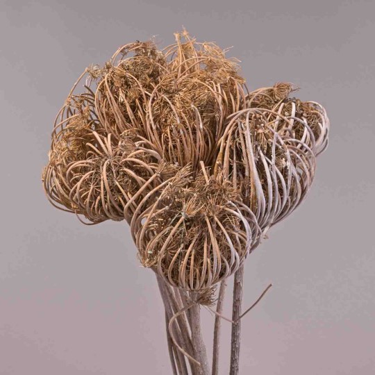 Teste di Finocchio gigante - Sbiancate