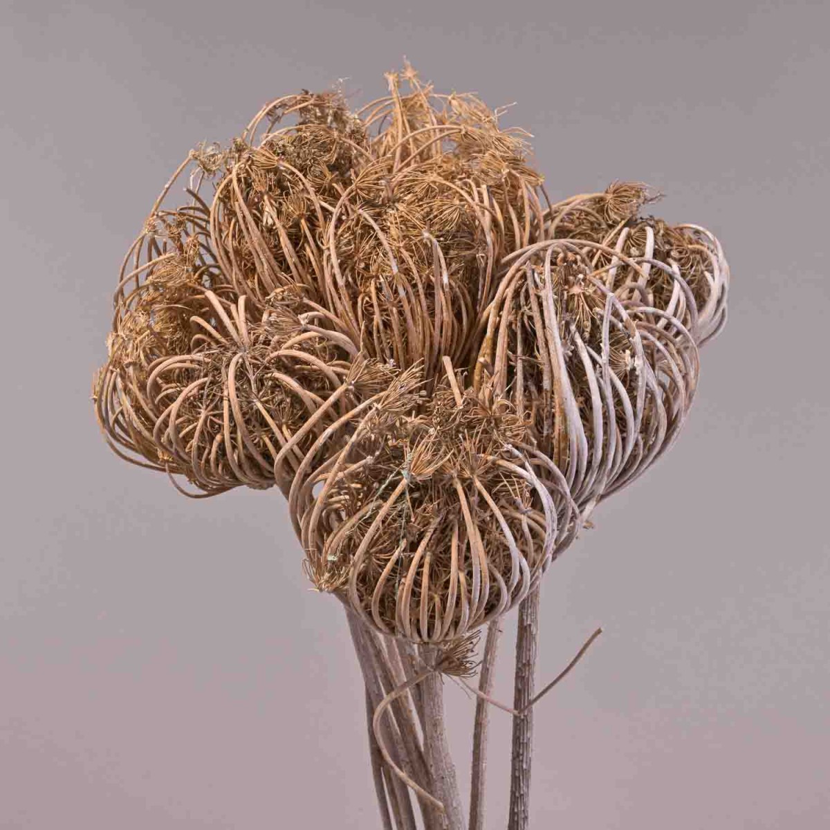 Teste di Finocchio gigante - Sbiancate