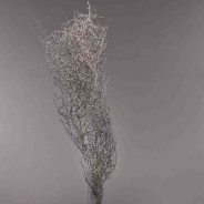 Asparagus in ramo 5 Pezzi - Champagne