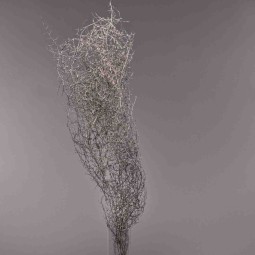 Asparagus in ramo 5 Pezzi - Champagne