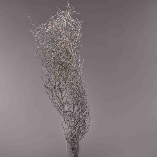 Asparagus in ramo 5 Pezzi - Champagne