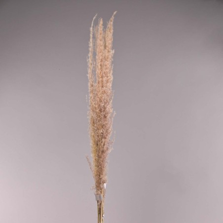 Pampas essiccata - 50 G / Naturale