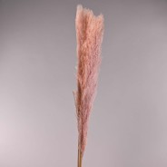 Pampas essiccata 3 Pezzi - 115 Cm / Rosa antico