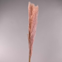 Pampas essiccata 3 Pezzi - 115 Cm / Rosa antico