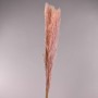 Pampas essiccata 3 Pezzi - 115 Cm / Rosa antico