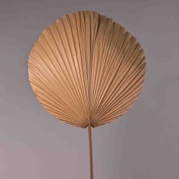 Palma essiccata - 38x100 Cm / Naturale