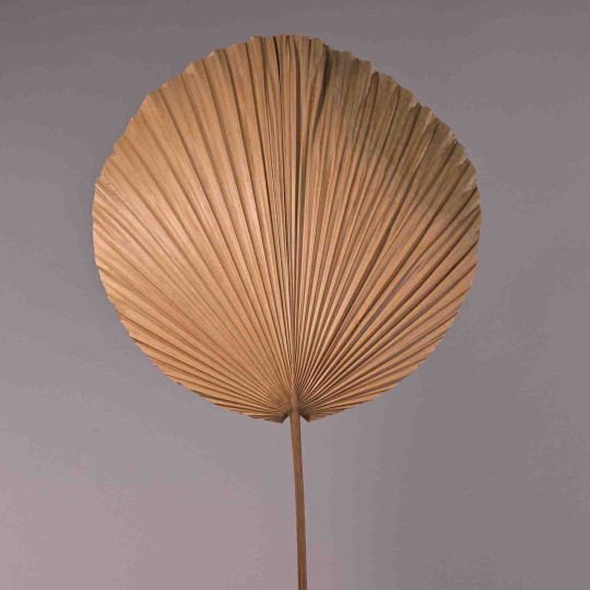 Palma essiccata - 38x100 Cm / Naturale