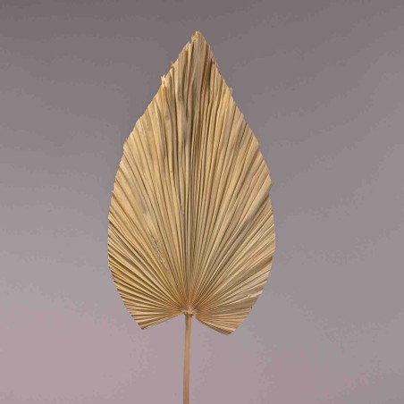 Palma essiccata - 30x90 Cm / Bianca