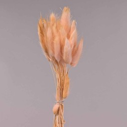 Lagurus essiccato - 45 Cm / Rosa