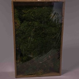 Muschio essiccato in scatola - 500 G