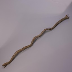 Cipo Rosca essiccato in ramo - Varie dimensioni e colori