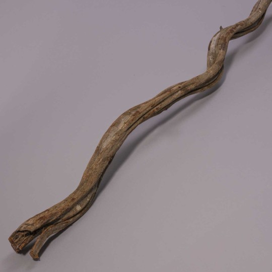 Cipo Rosca essiccato in ramo - Varie dimensioni e colori