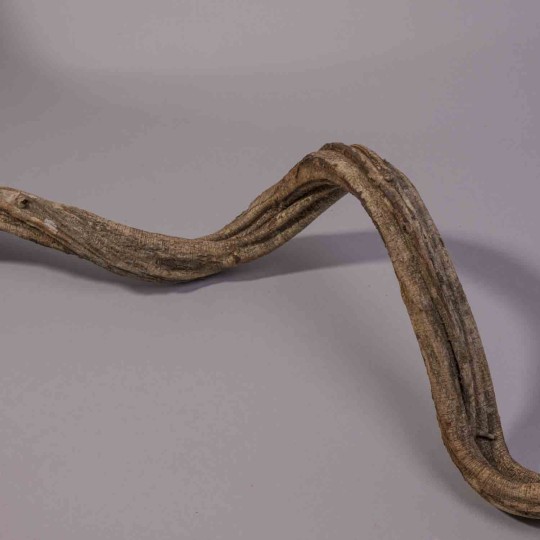 Cipo Rosca in ramo - 100 Cm / Naturale