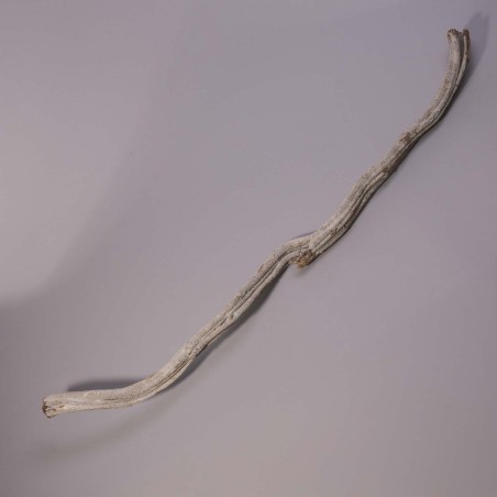 Cipo Rosca in ramo - 100 Cm / Bianco